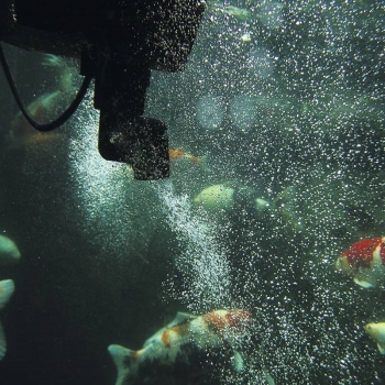 Скиммер для пруда SwimSkim 50 OASE